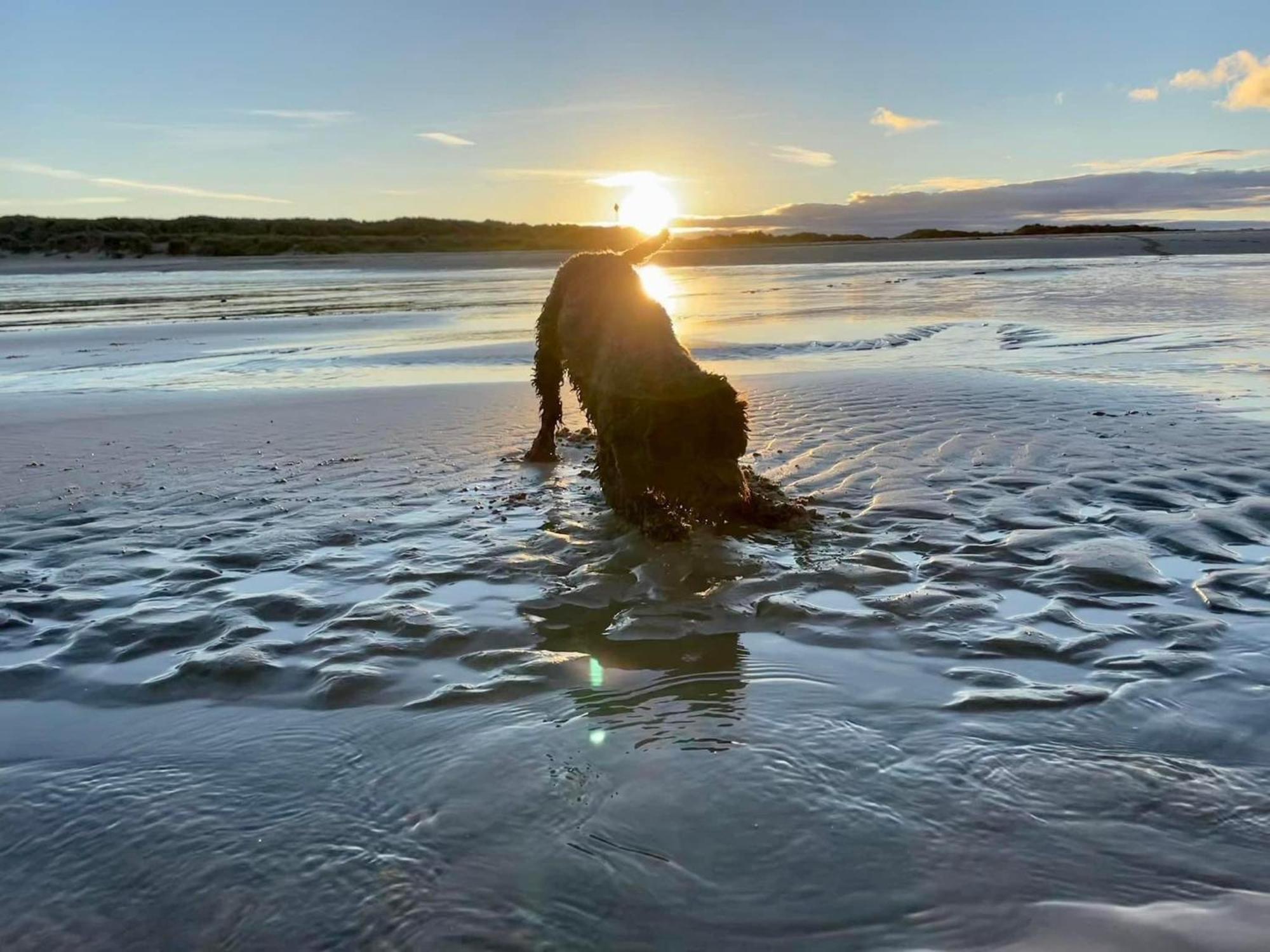 Holiday park Eagle 63: Pet-friendly Beach Retreat At California Cliffs *
